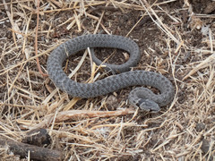 Macroprotodon brevis ibericus
