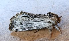 Ianassa coloradensis