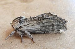 Ianassa coloradensis