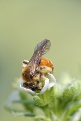 Andrena pellucens