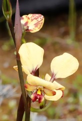 Diuris brachyscapa