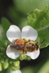 Andrena pellucens