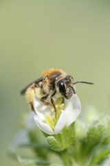 Andrena pellucens