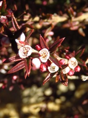 Cyanothamnus rigens