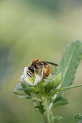 Andrena pellucens