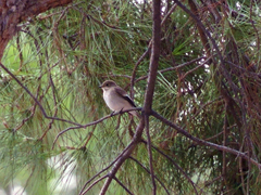 Ficedula hypoleuca