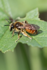 Andrena pellucens