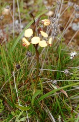 Diuris brachyscapa
