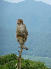 Macaca fuscata
