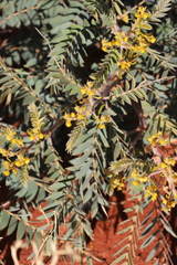 Senna notabilis
