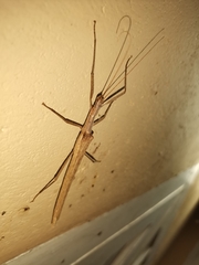 Trachythorax sparaxes