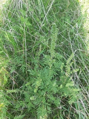 Ambrosia artemisiifolia