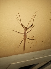 Trachythorax sparaxes