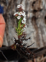 Leucopogon collinus