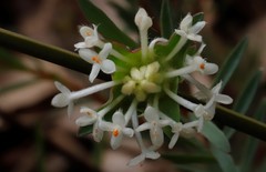 Pimelea angustifolia