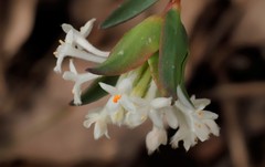 Pimelea angustifolia