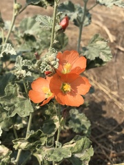 Sphaeralcea munroana