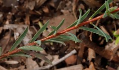 Pimelea angustifolia
