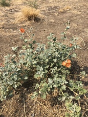 Sphaeralcea munroana