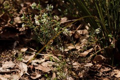 Pimelea angustifolia