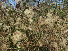 Clematis brachiata