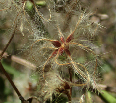 Clematis brachiata