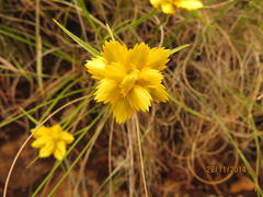 Cyperus sphaerocephalus