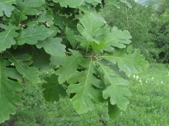 Quercus macranthera