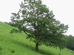 Quercus macranthera
