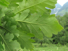 Quercus macranthera
