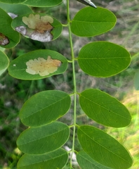 Parectopa robiniella