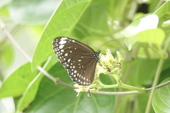 Euploea crameri
