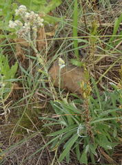 Helichrysum chionosphaerum