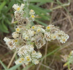 Helichrysum chionosphaerum