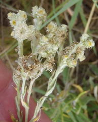 Helichrysum chionosphaerum