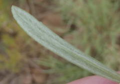 Helichrysum chionosphaerum