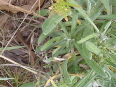 Helichrysum chionosphaerum