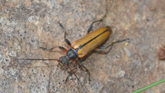 Cortodera humeralis