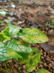Coleoptera