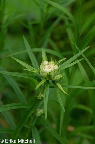 Rhopalomyia lobata Felt, 1908