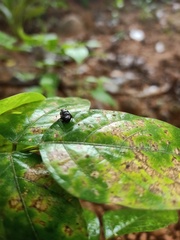 Coleoptera