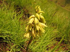 Orthochilus foliosus