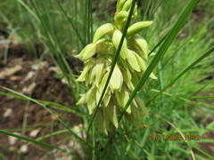 Orthochilus foliosus