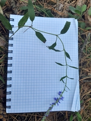 Veronica spicata