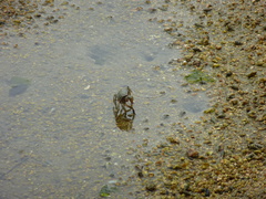 Brachyura