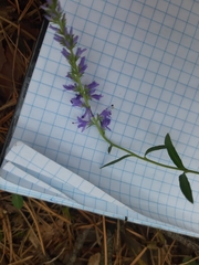 Veronica spicata