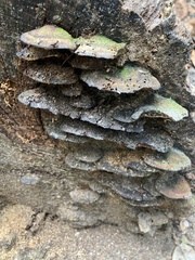 Ganoderma zonatum