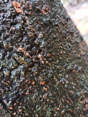 Oecophylla smaragdina