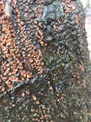 Oecophylla smaragdina