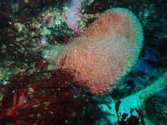 Gynandrocarpa placenta